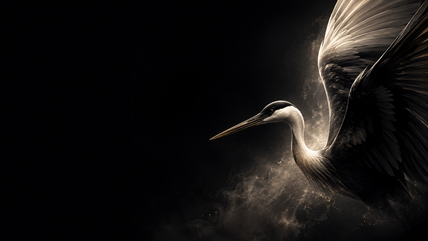 Blackwing stork in flight, gold-lit wings against black